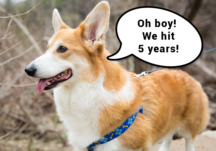 Anniversary Post: Kanji the Corgi