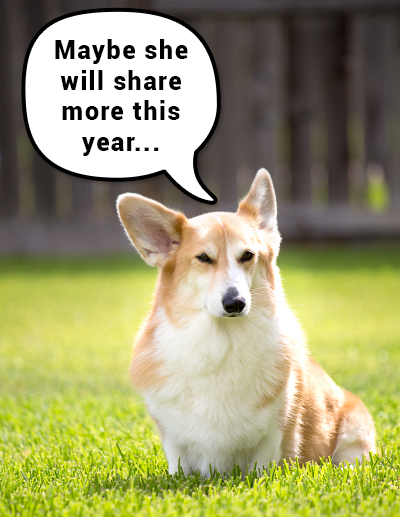 Anniversary Post: Kanji the Corgi