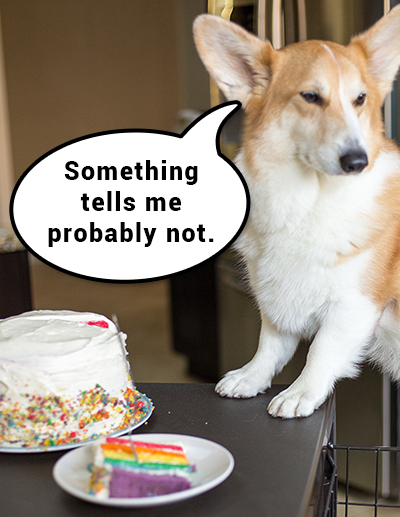 Anniversary Post: Kanji the Corgi